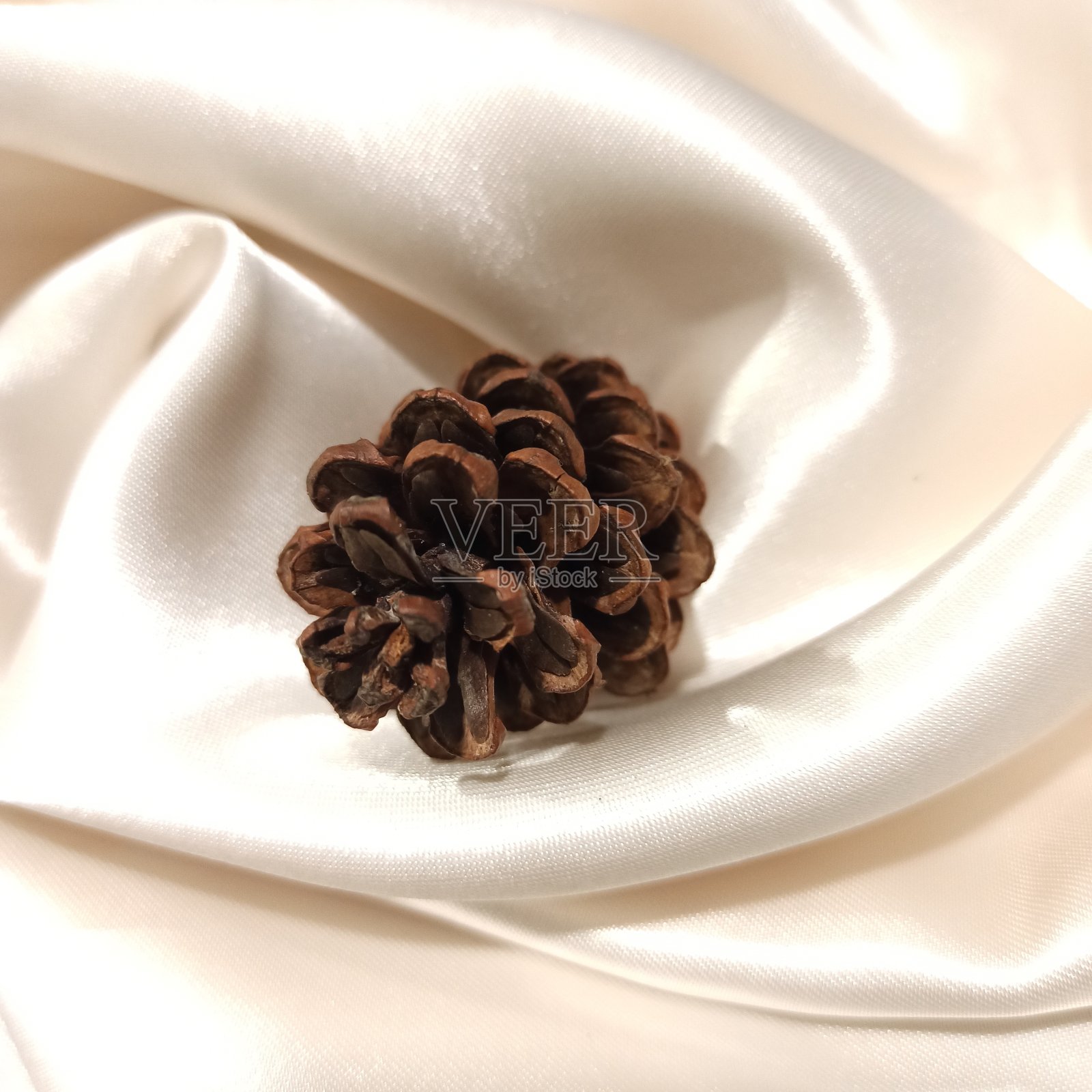 白布上放着松果照片摄影图片