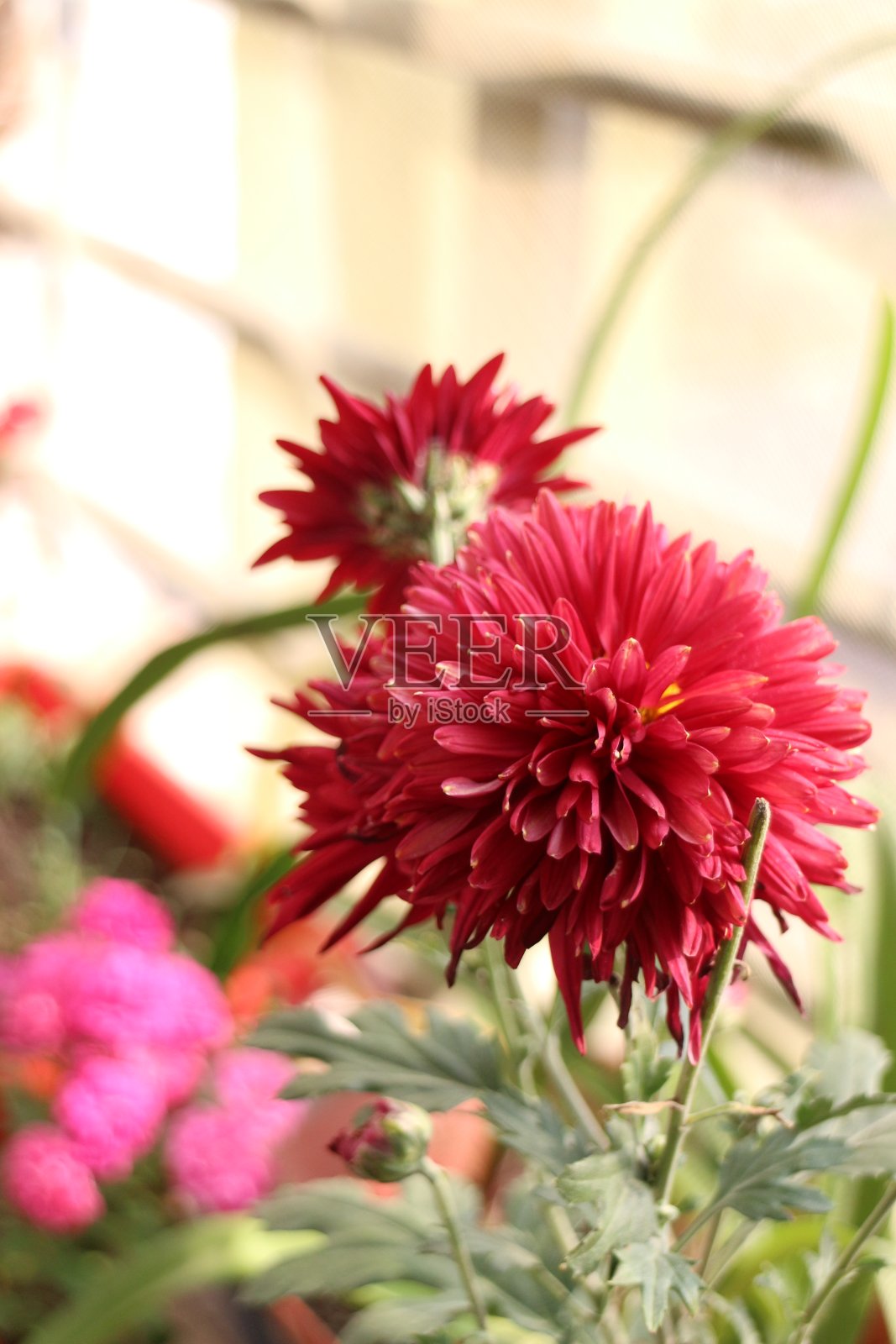 红色的大丽花在绿色的背景上盛开。照片摄影图片