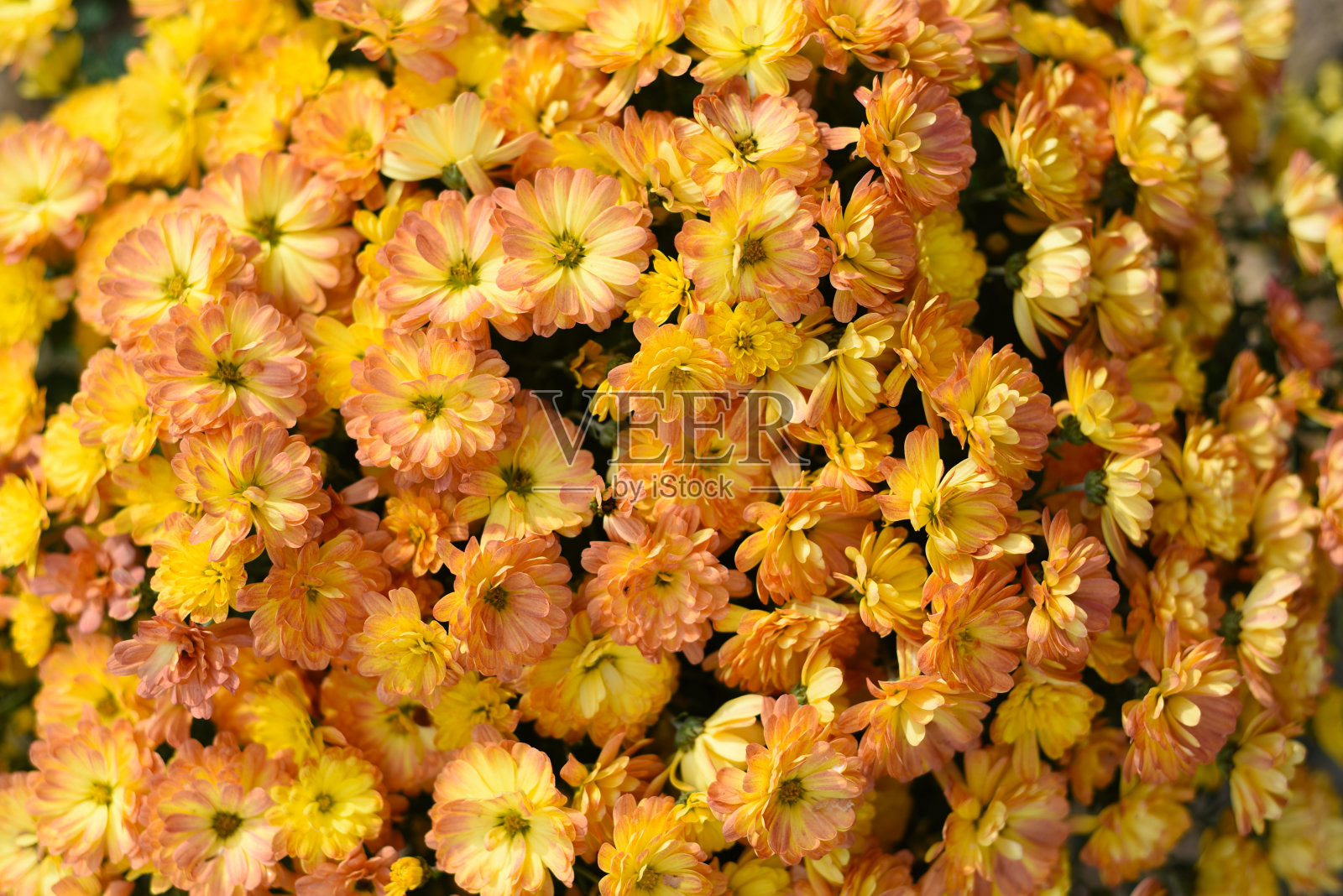 杰奎琳黄色菊花背景，特写照片摄影图片