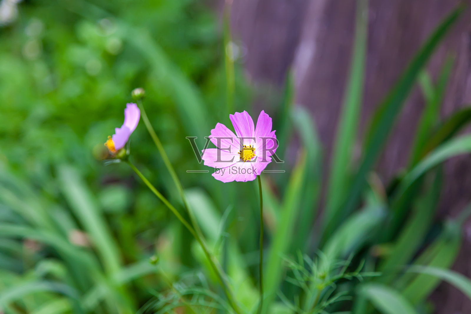 夏日里粉红色的kosmeya花照片摄影图片