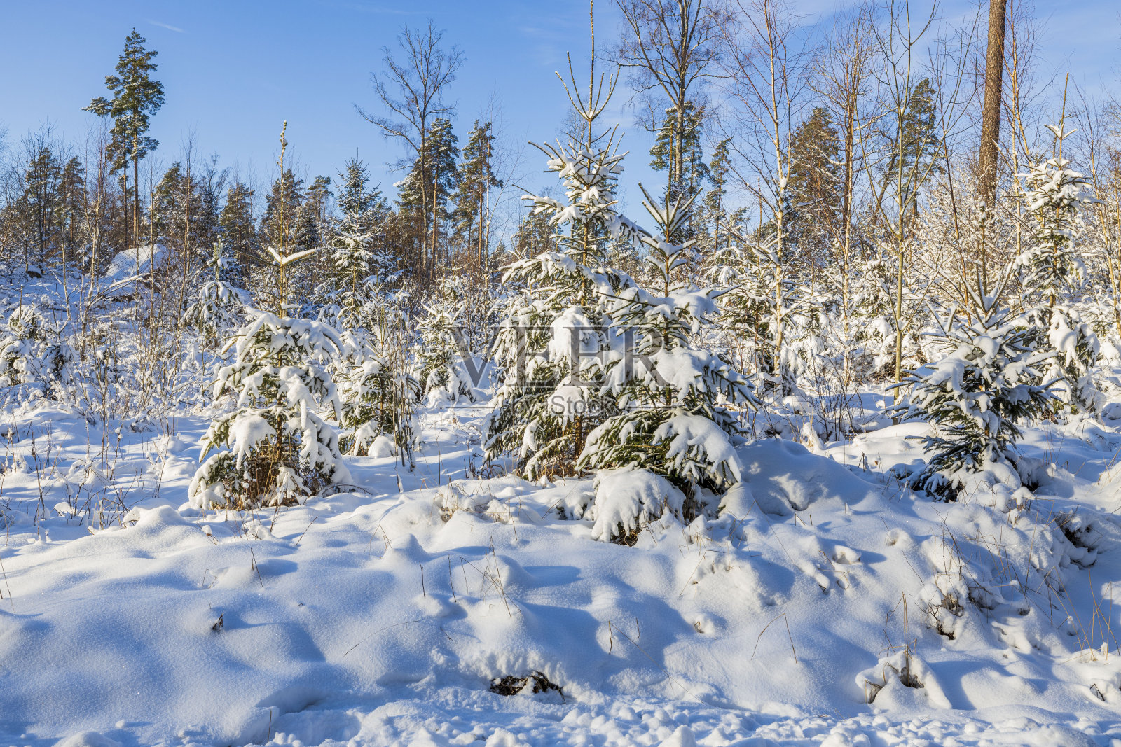 华丽的冬季景观。冬天下雪的树。美丽的冬天背景。瑞典。照片摄影图片