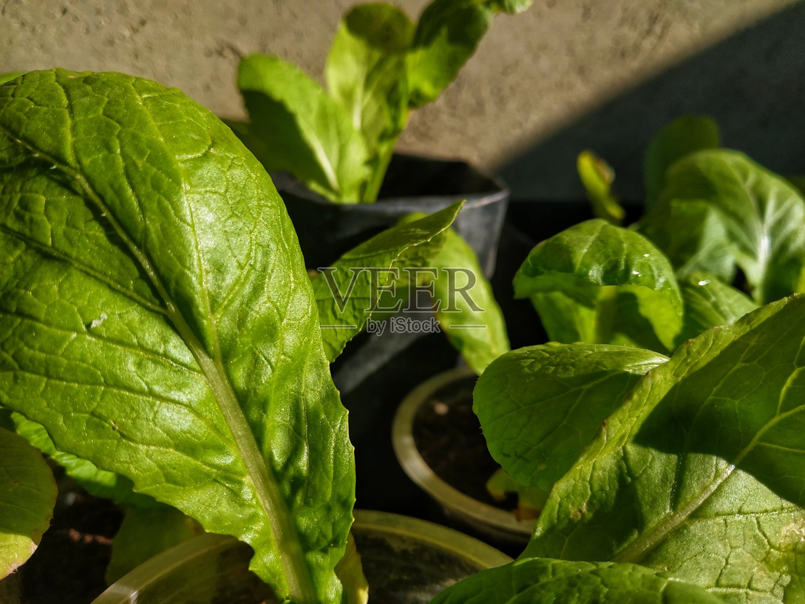 新鲜的芥末种子照片摄影图片