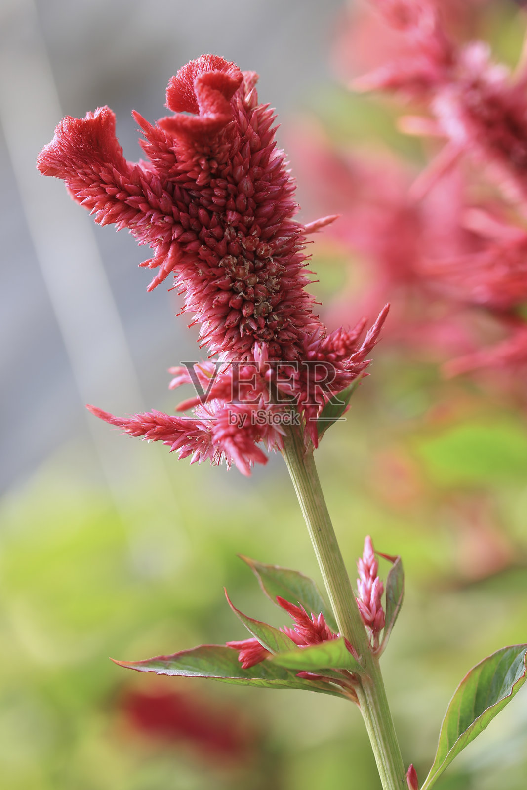银鸡冠，通常被称为羽毛鸡冠或银鸡冠，是一种热带草本植物，以其非常明亮的颜色而闻名。照片摄影图片