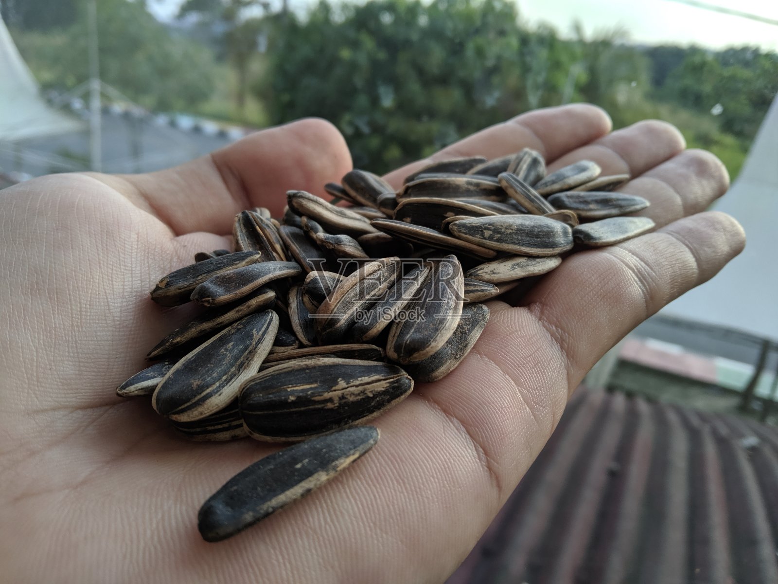 葵花籽小吃或瓜籽照片摄影图片