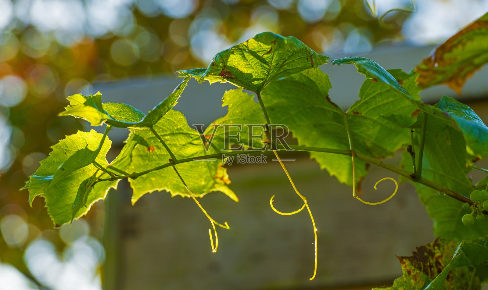 秋天明媚的阳光下，葡萄藤在花园里生长照片摄影图片