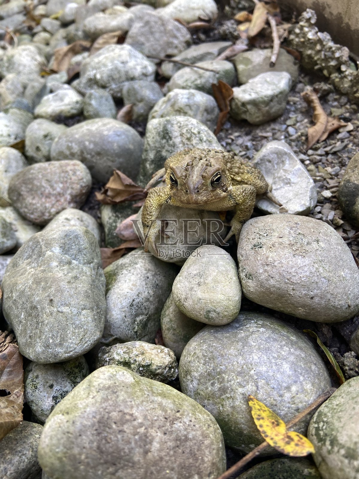 癞蛤蟆站在花园里的岩石上。照片摄影图片