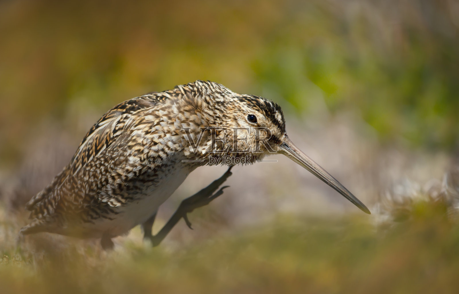 南美鹬整理羽毛的特写镜头照片摄影图片