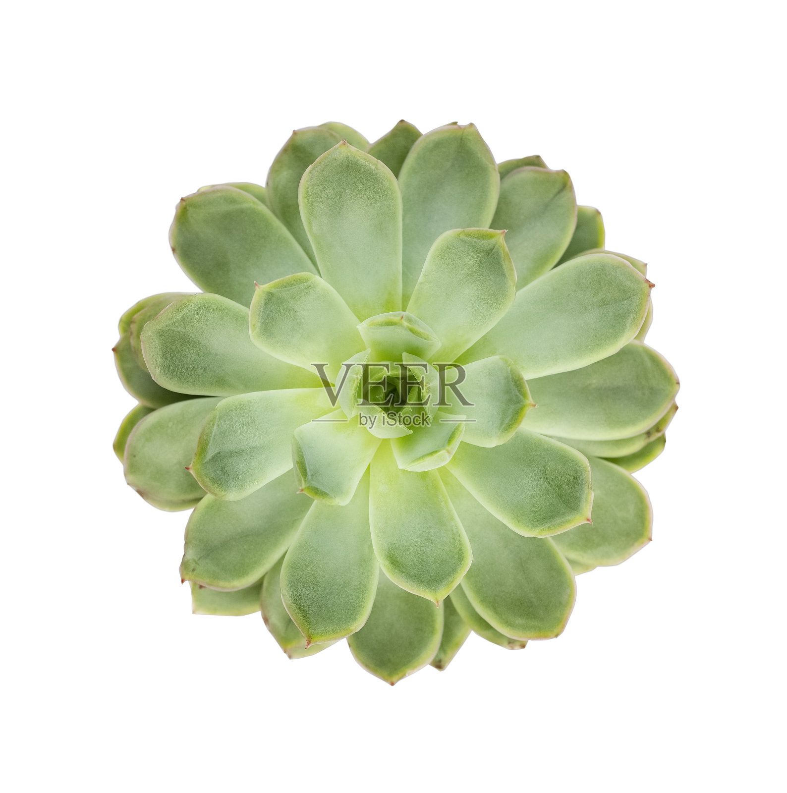 在白色背景上分离的多肉月牙花。照片摄影图片