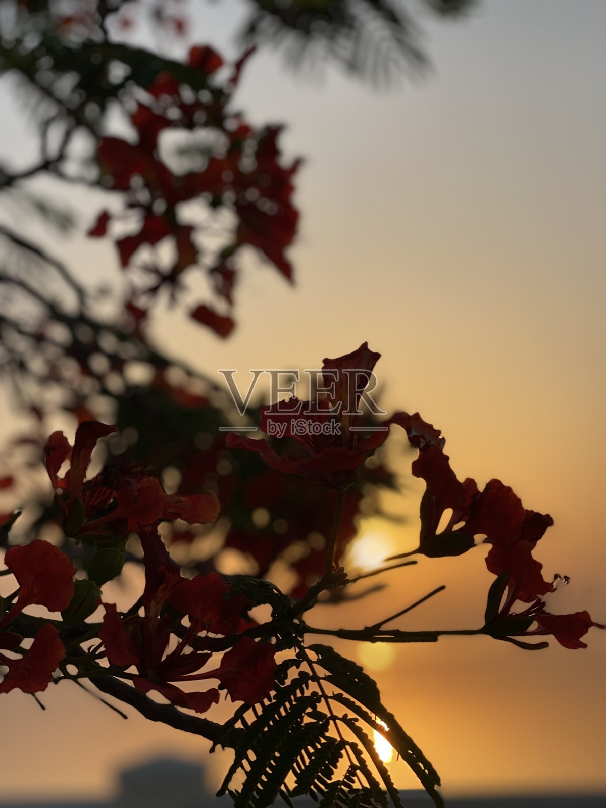 日出时分照片摄影图片