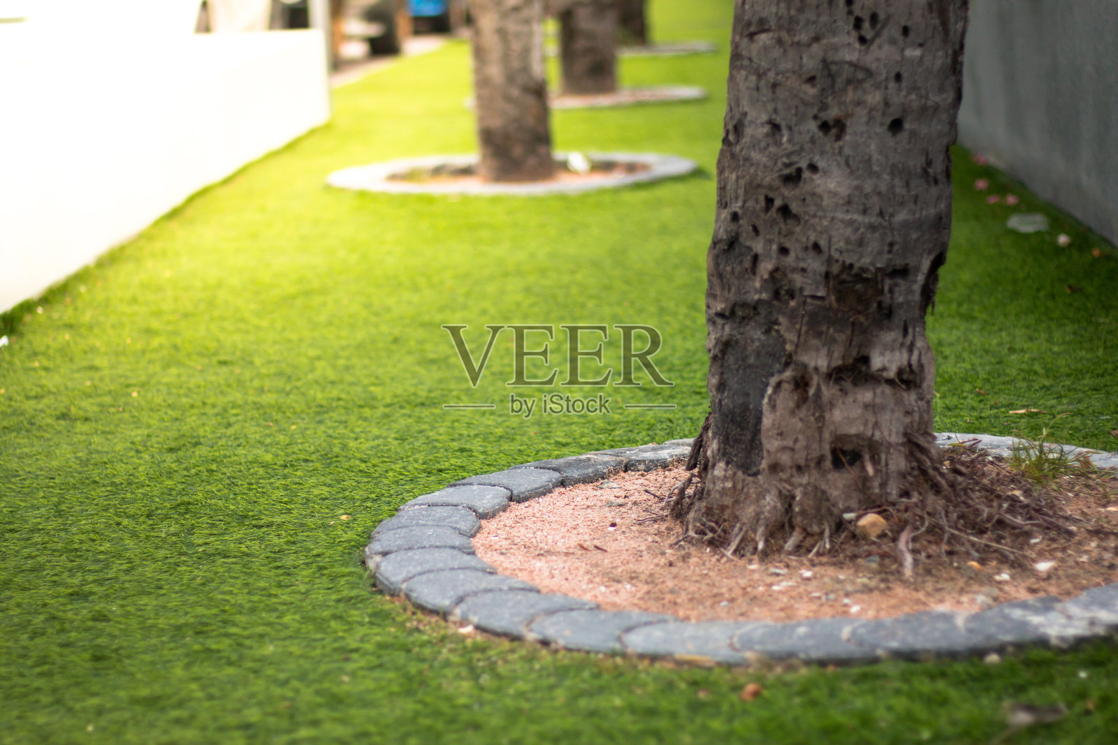 绿草地上有椰子树，城市上有拯救棕榈树。照片摄影图片