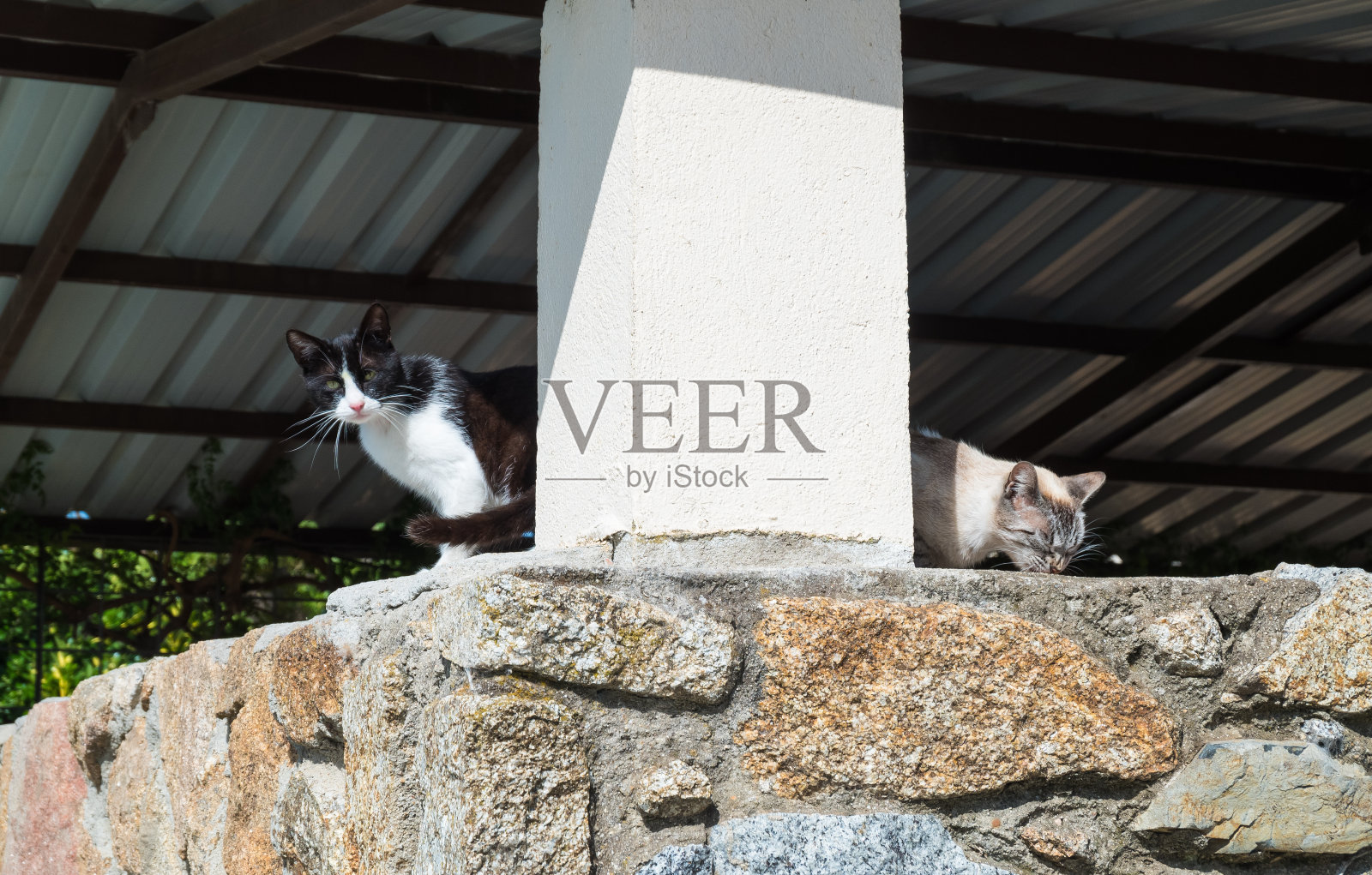 两只英俊的流浪猫在公园里走着，看着摄像机。照片摄影图片