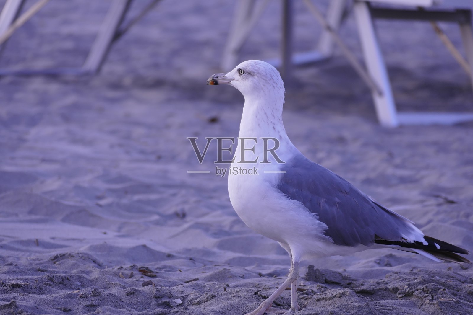 世界上不同种类的动物照片摄影图片