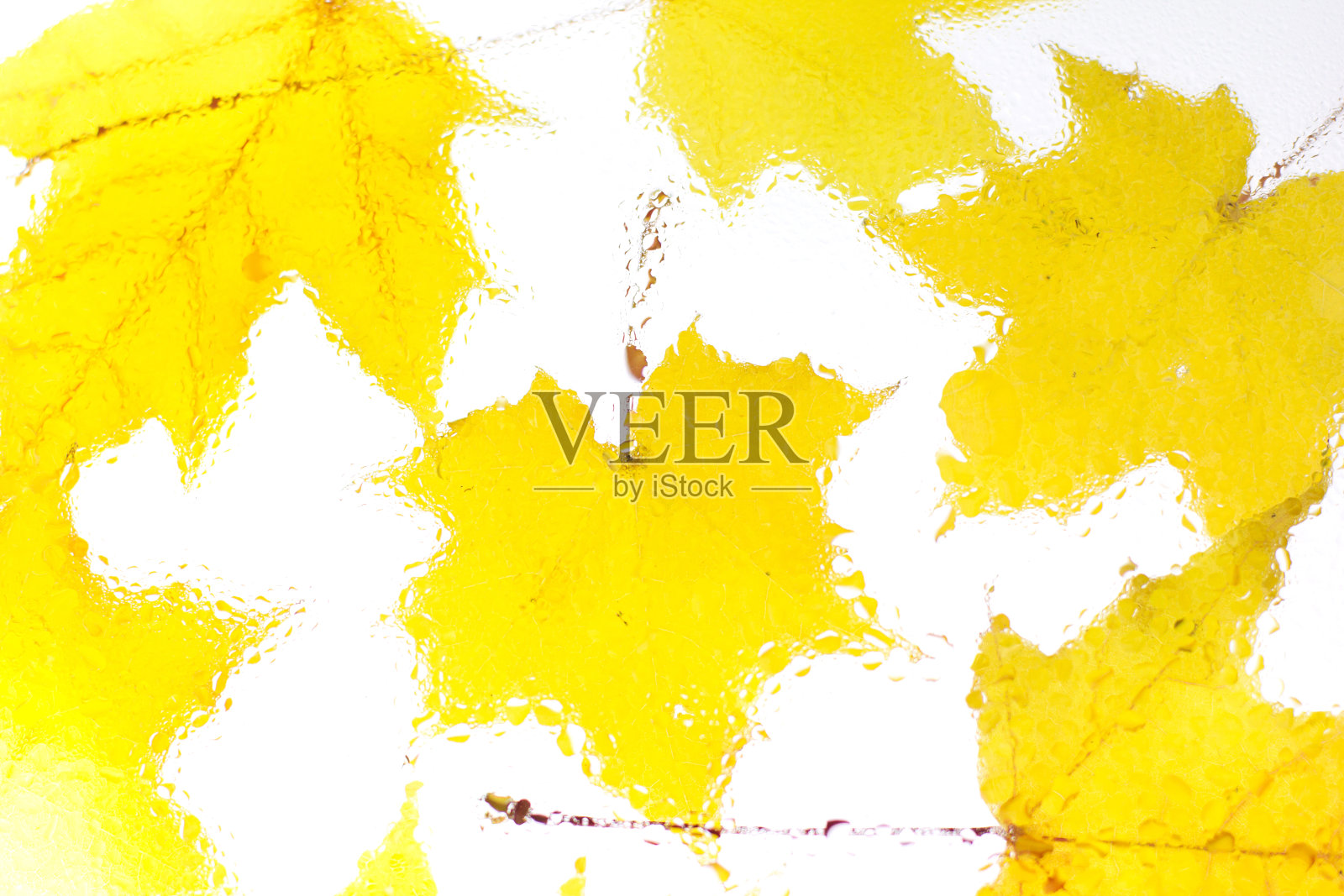 美丽、大气的秋天背景下，黄澄澄的枫叶，点点滴滴的雨点。柔和的聚焦，抽象的背景照片摄影图片