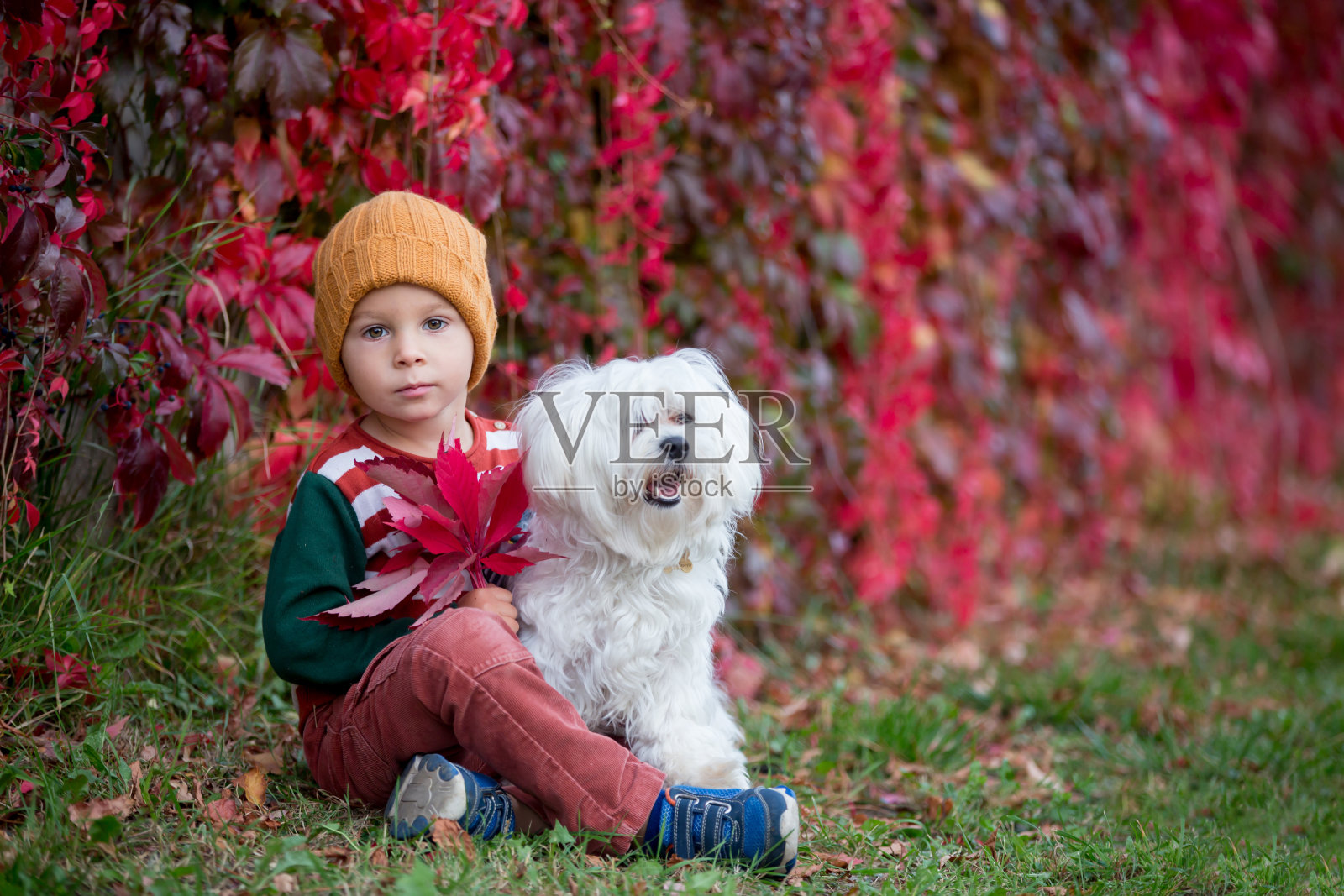 可爱的幼儿抱着树叶，坐在秋天的公园里照片摄影图片