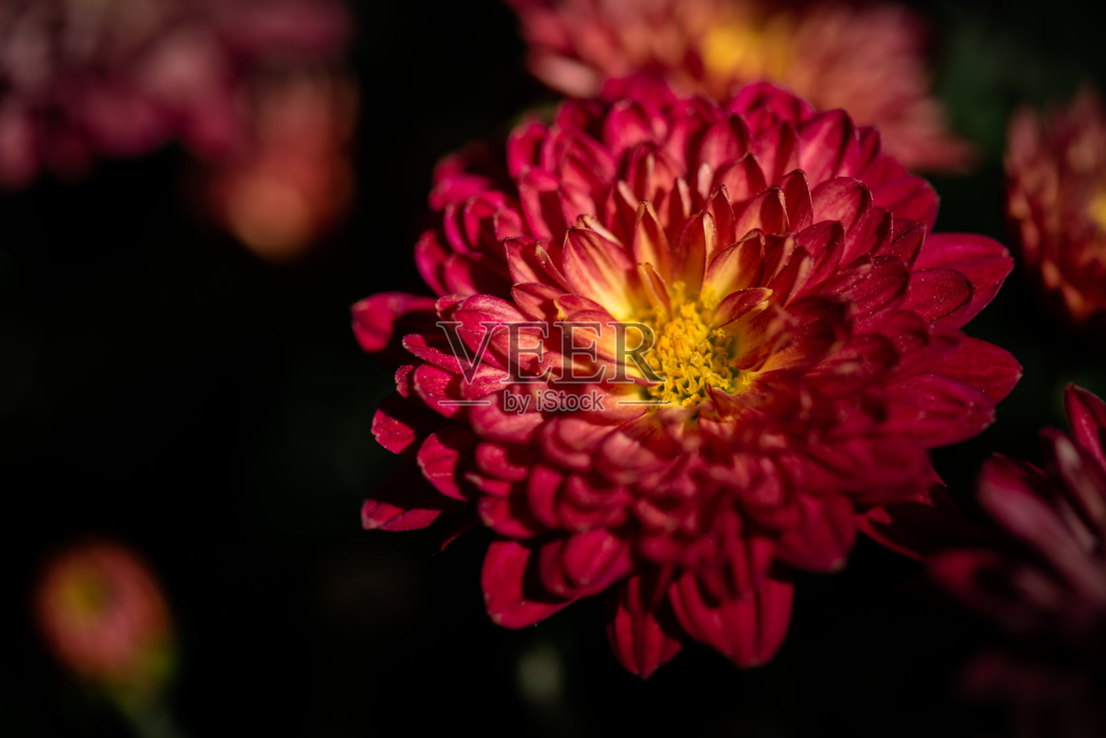 公园里有各种各样的菊花照片摄影图片