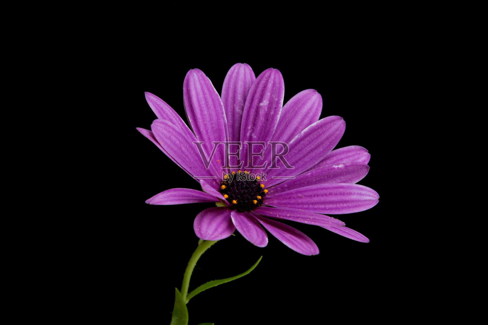 美丽的桔黄色的骨种子草或非洲雏菊的花，孤立在黑色上照片摄影图片