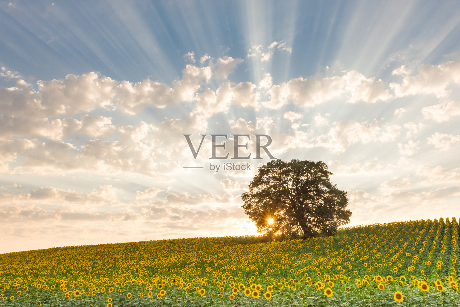 生育束照片摄影图片