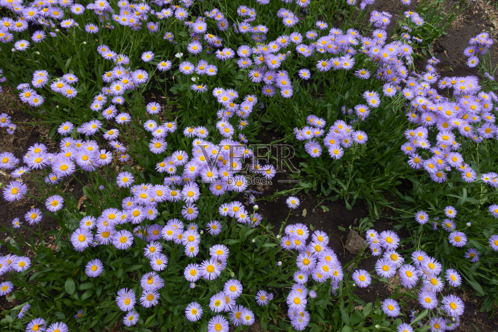 从上面看明亮的紫罗兰花照片摄影图片