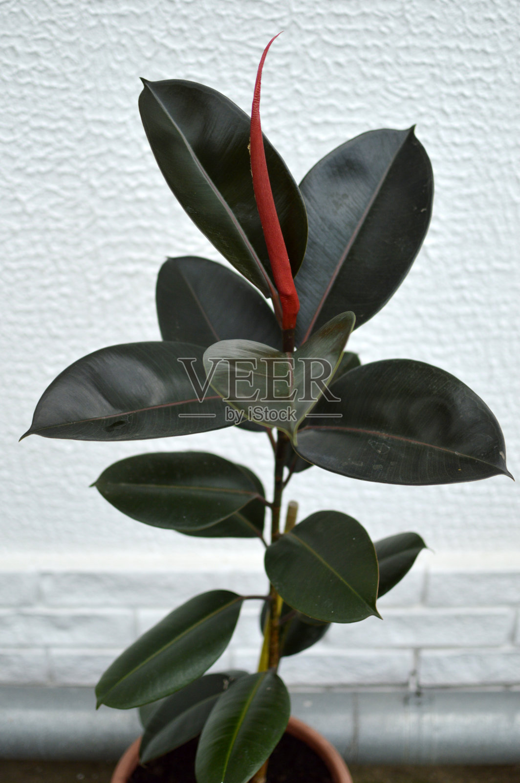 弹性榕树，勃艮第，红色嫩叶照片摄影图片