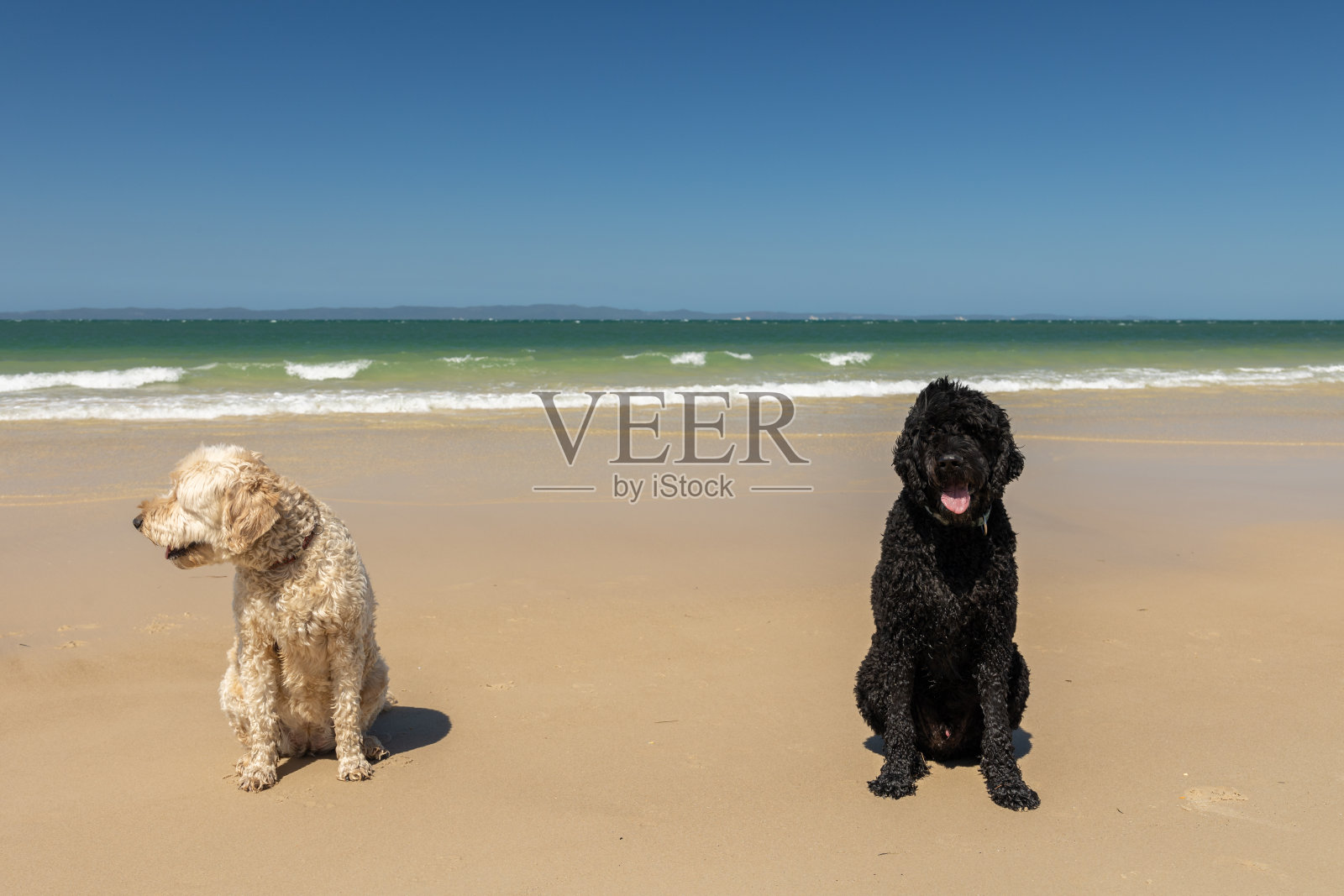 两只快乐的狗在宠物友好的原始海滩上玩耍照片摄影图片