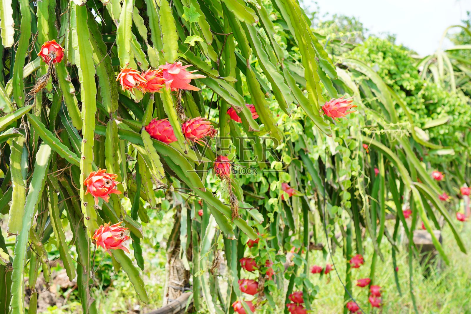 火龙果种植照片摄影图片