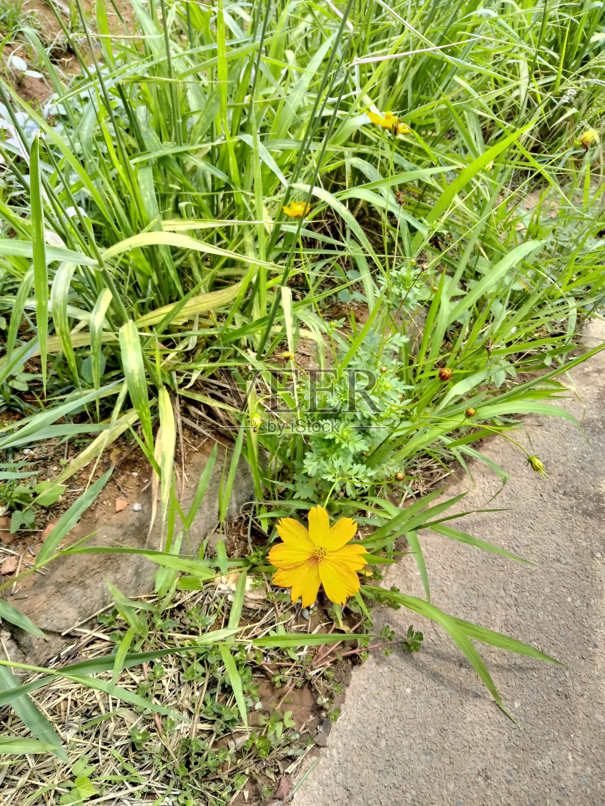 花照片摄影图片