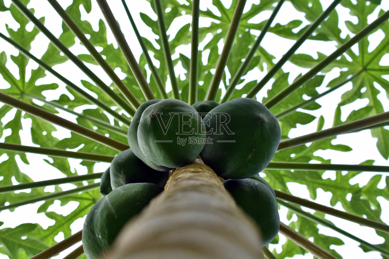 从下面你可以看到木瓜挂在树上以绿叶为背景照片摄影图片