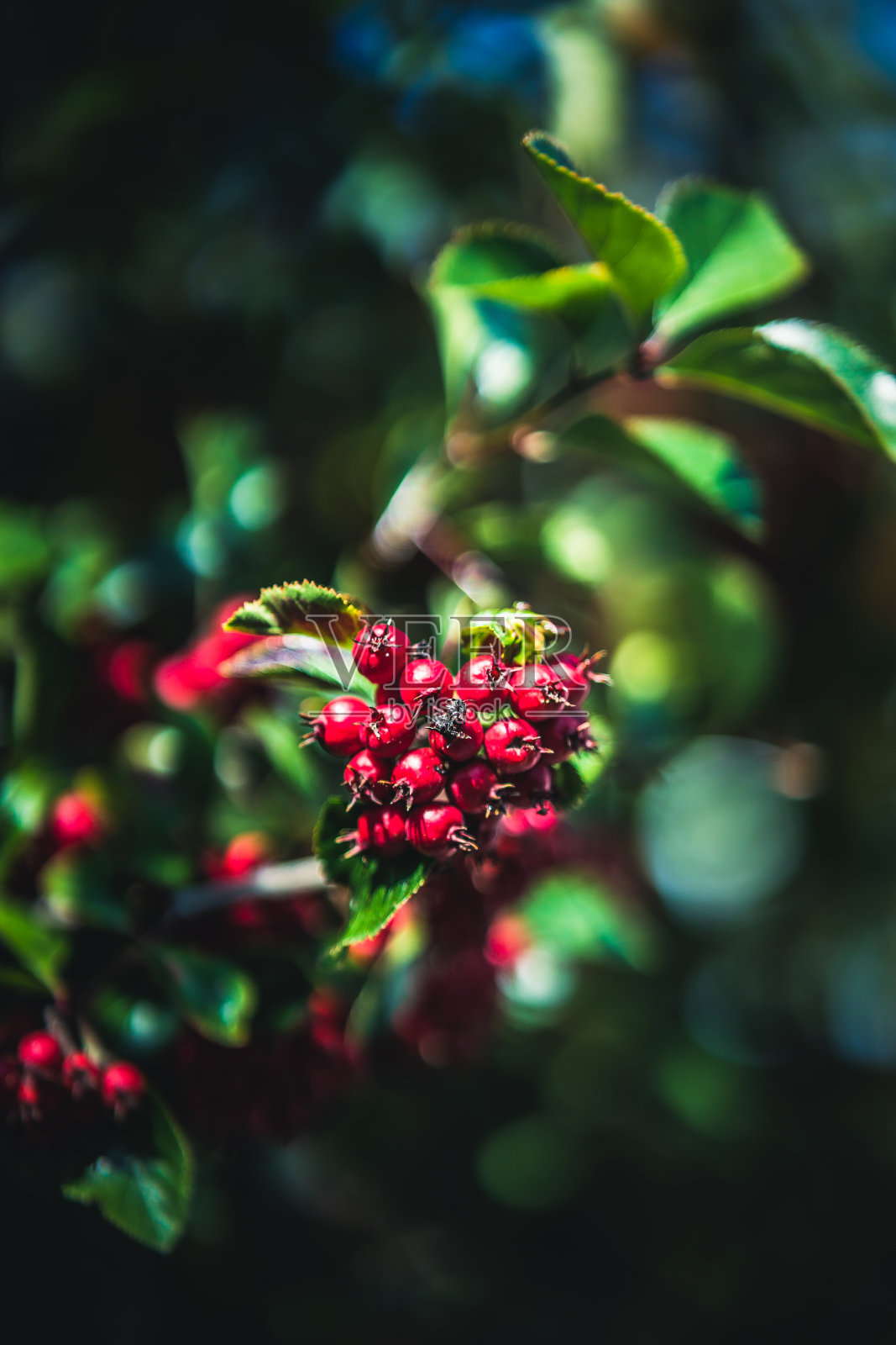 彩色的树照片摄影图片