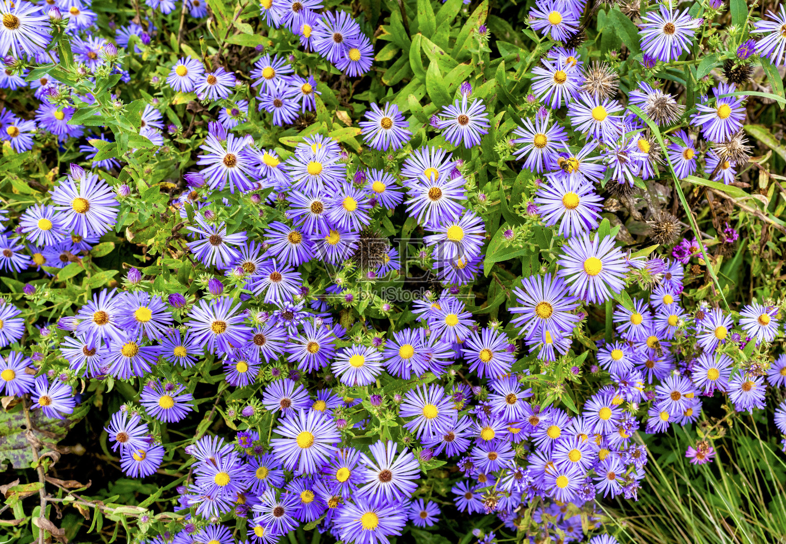 紫苑的炫目展示照片摄影图片