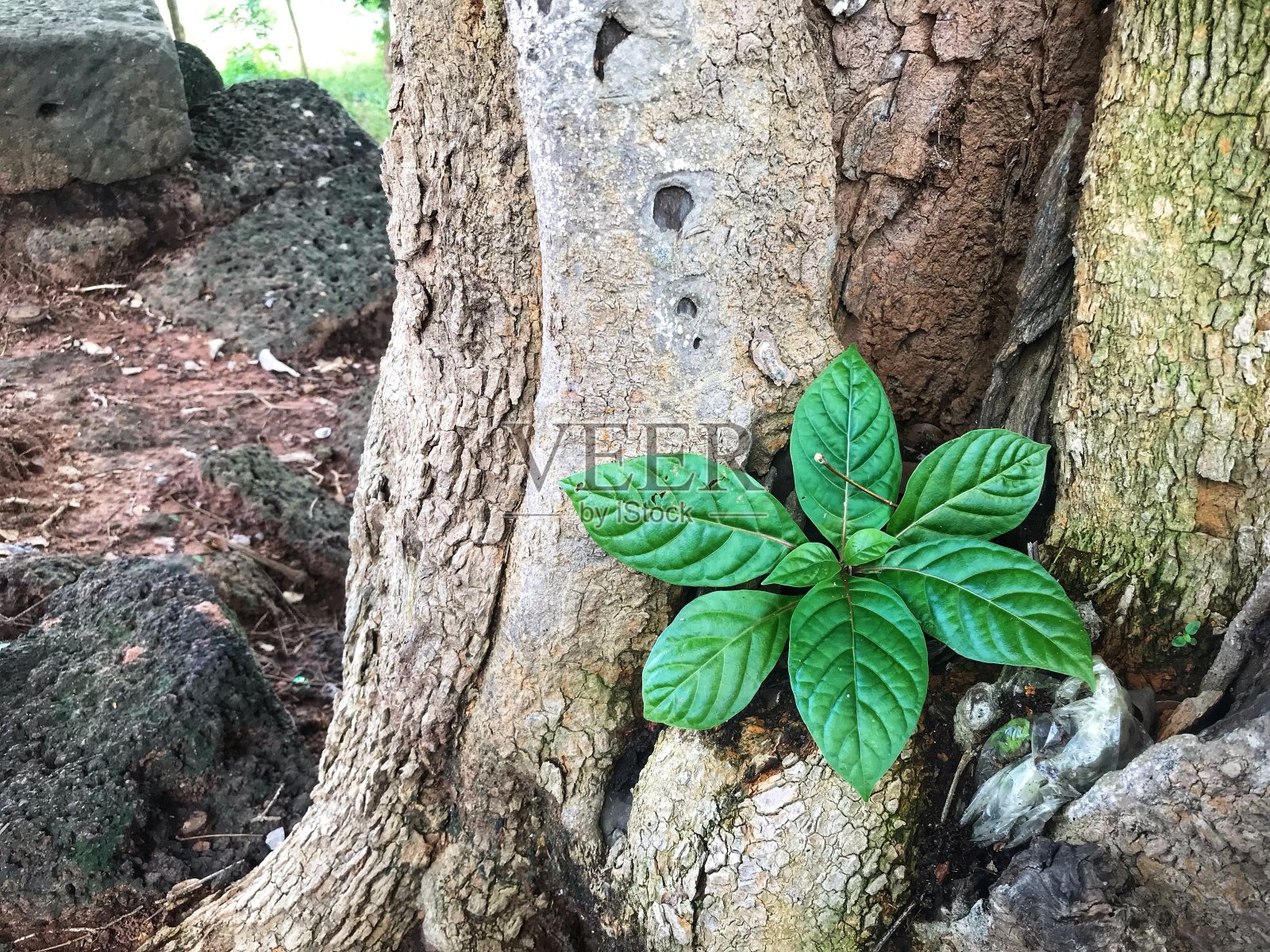 叶子照片摄影图片
