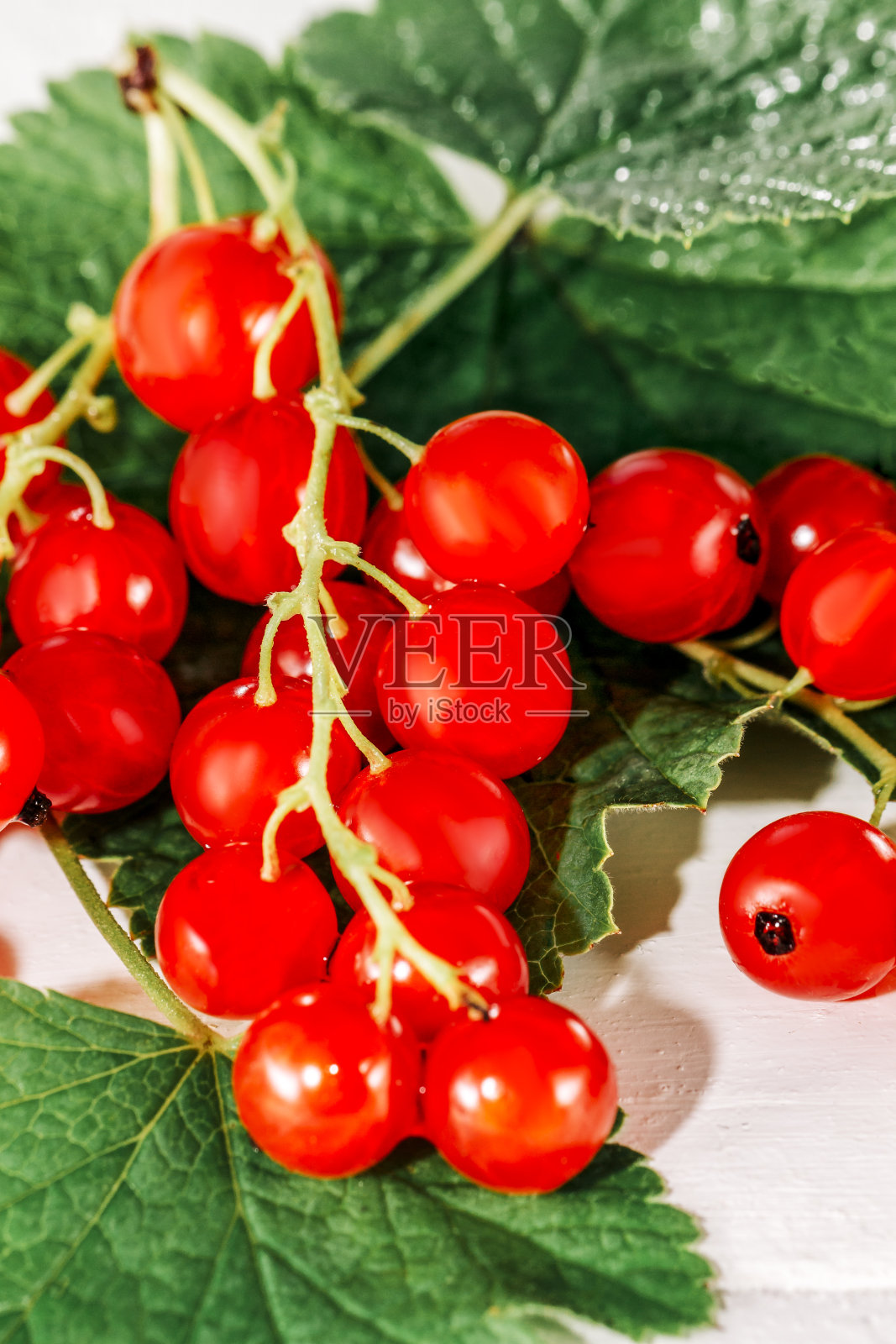 多汁的浆果。新鲜的红醋栗与绿色的叶子在白色的背景，接近照片摄影图片