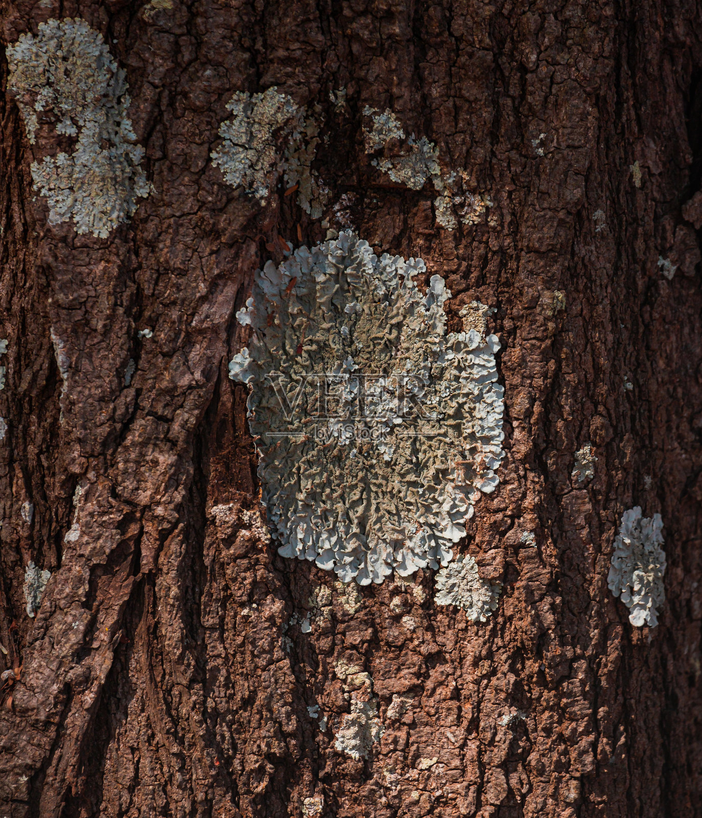 森林中树皮上有纹理的地衣。照片摄影图片