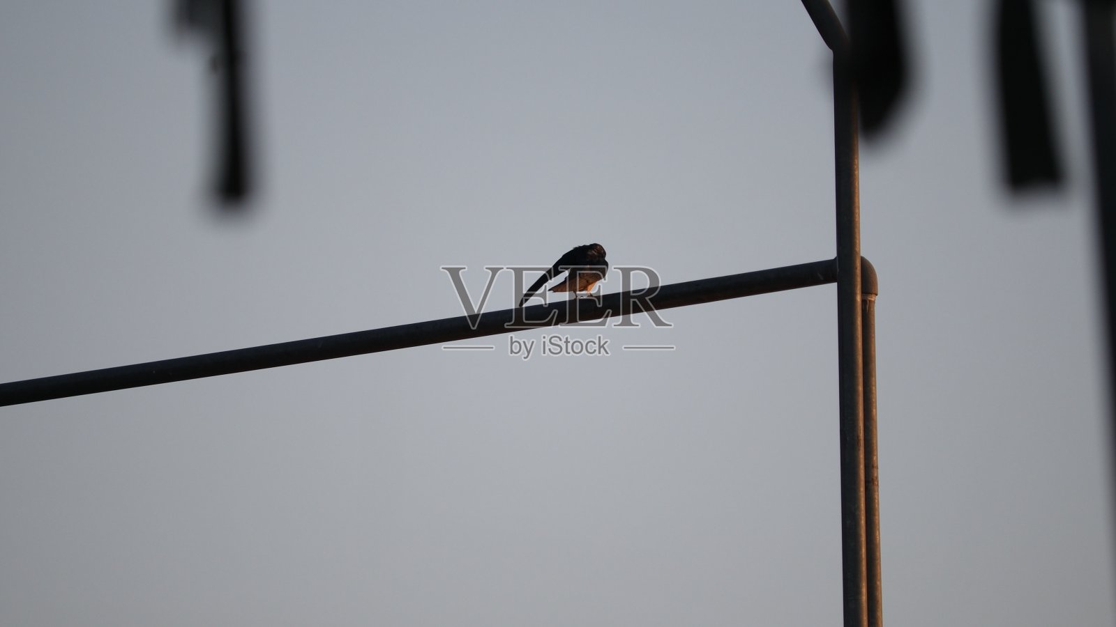 小鸟照片摄影图片