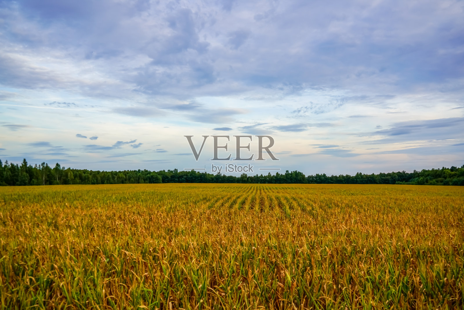夏天田野上引人注目的天空。照片摄影图片