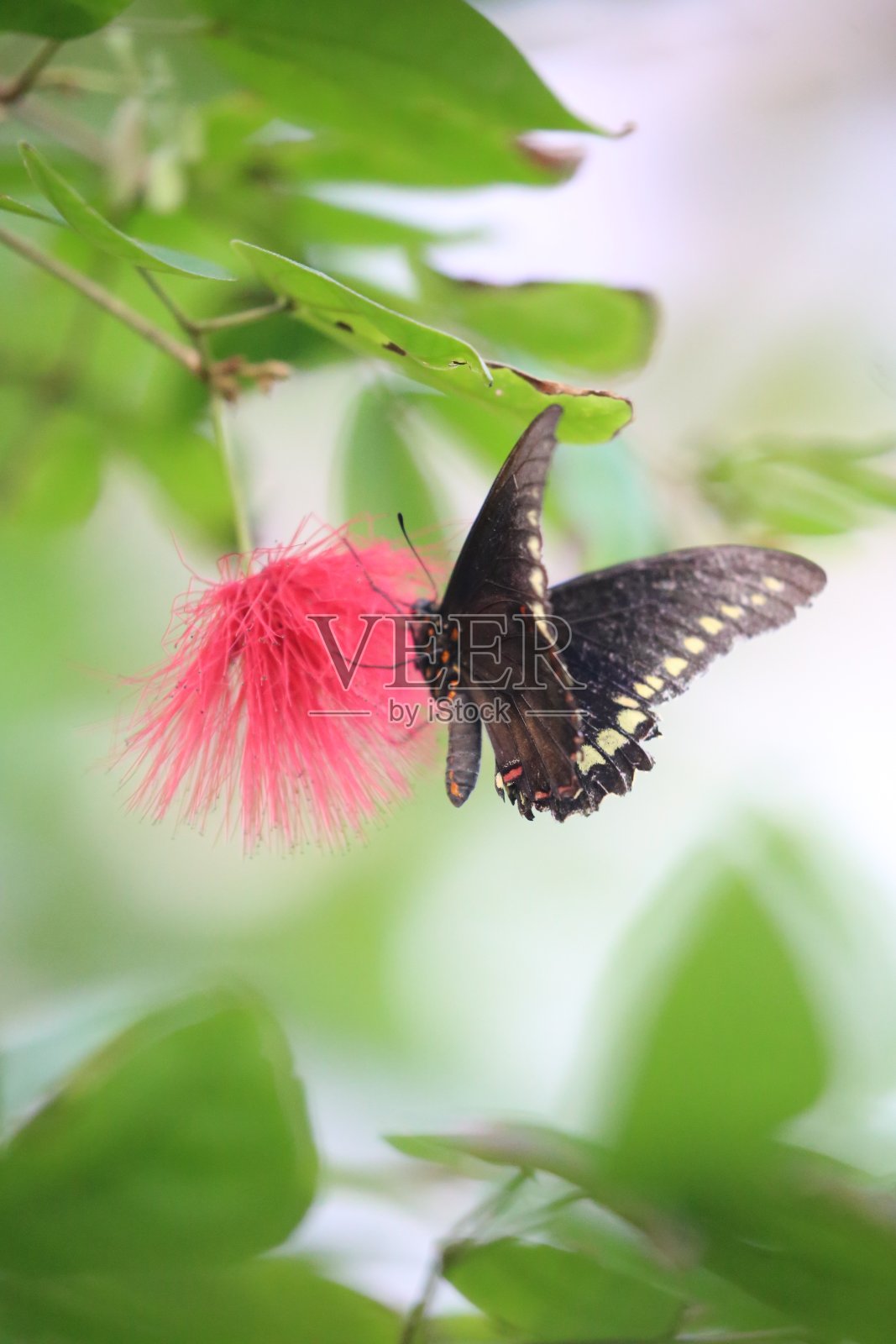 蝴蝶得到食物照片摄影图片