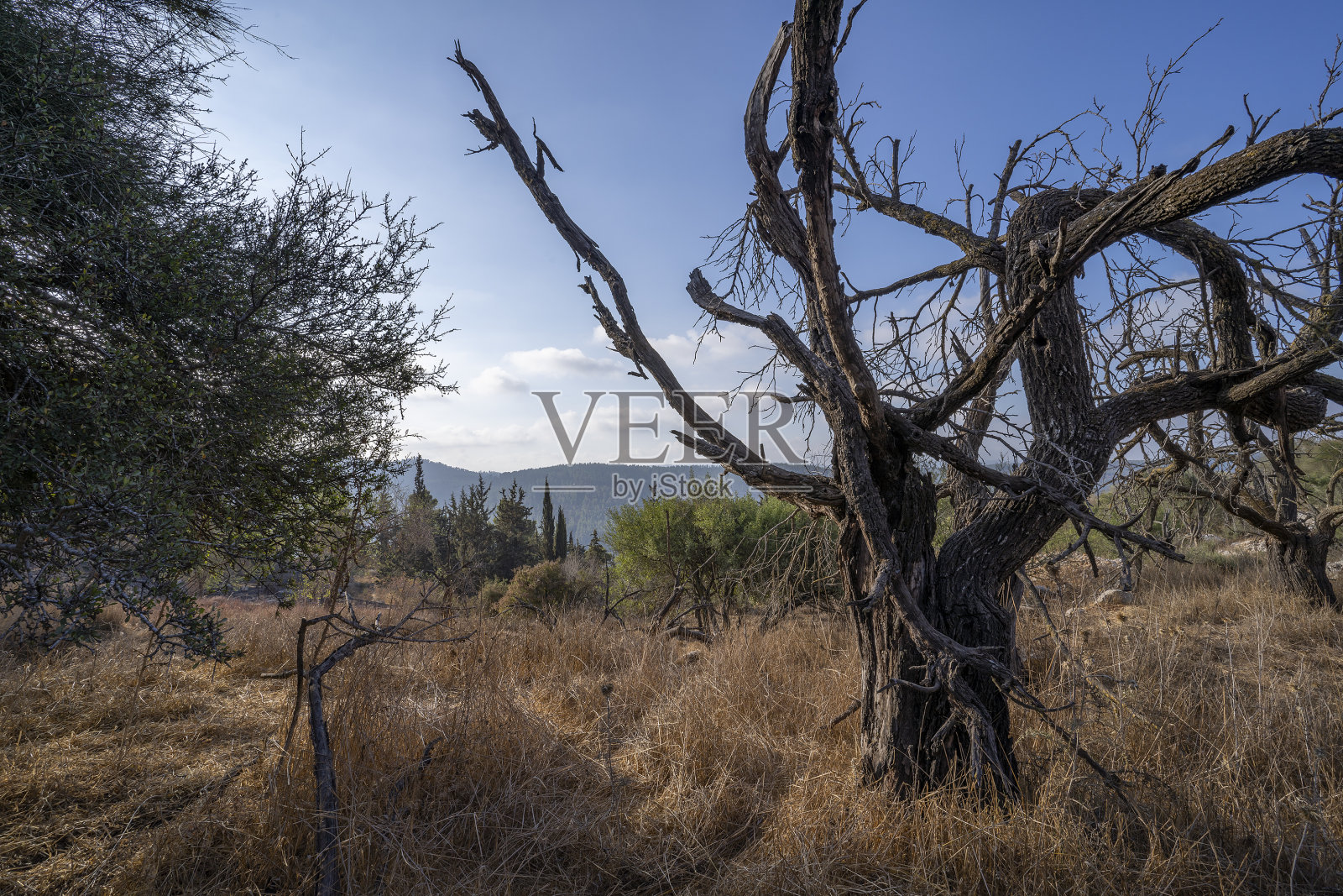 野火过后照片摄影图片