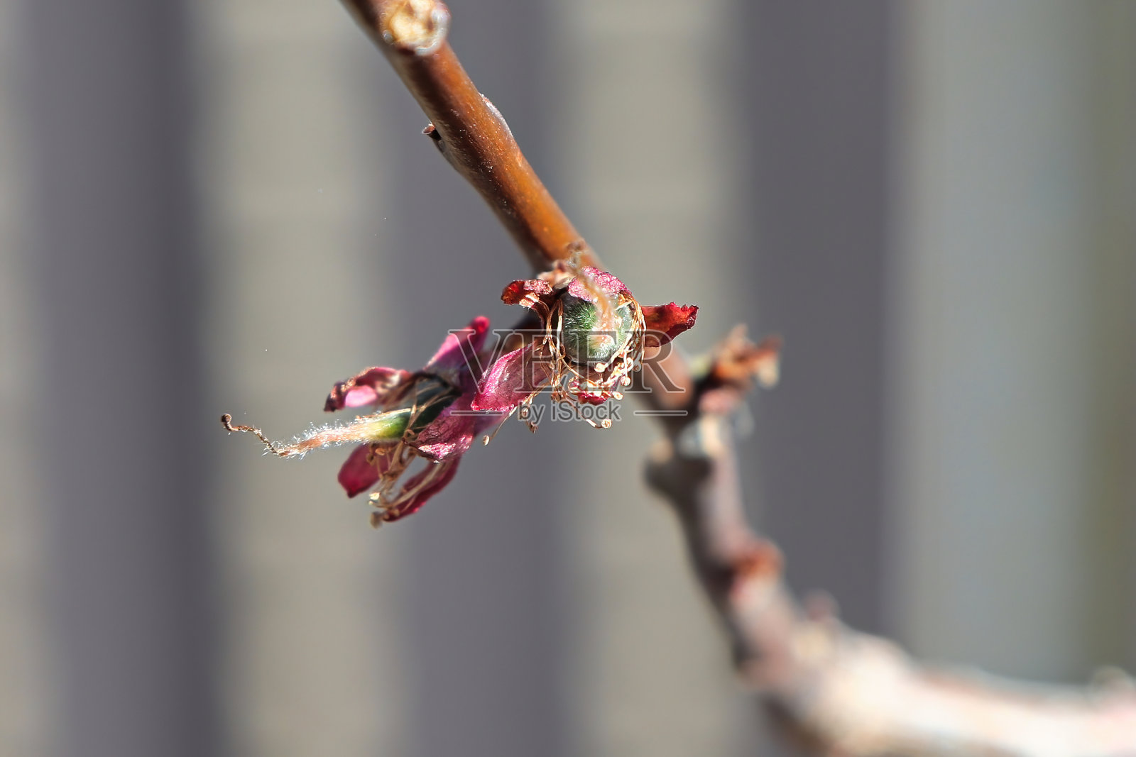 杏子在春天的树枝上结出果实照片摄影图片