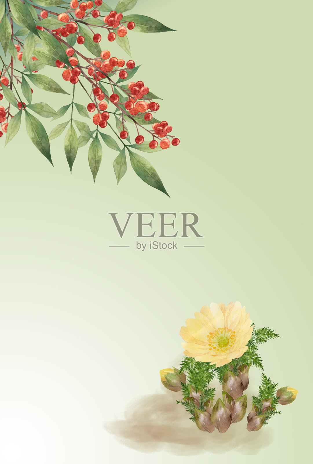 阿多尼斯，ramosa和Heavenly bamboo插画图片素材