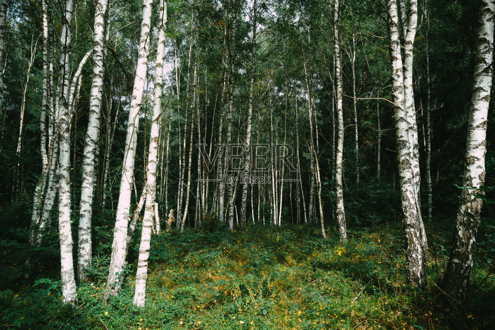 桦林照片摄影图片