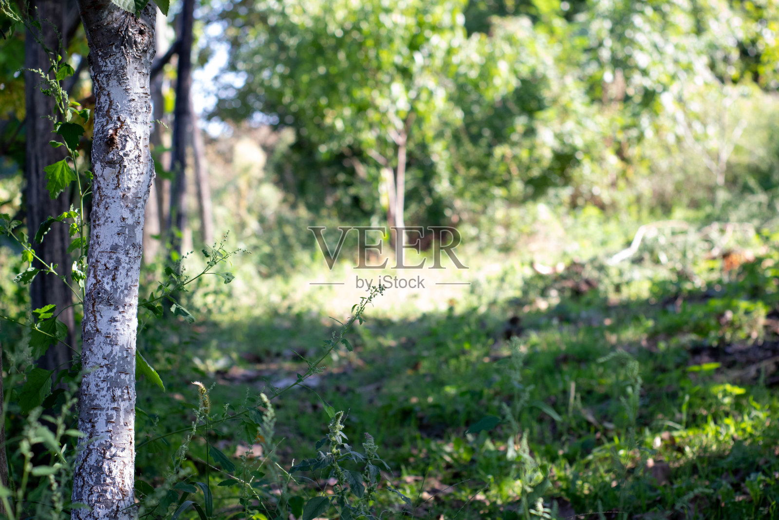 树林里阳光明媚的草地照片摄影图片