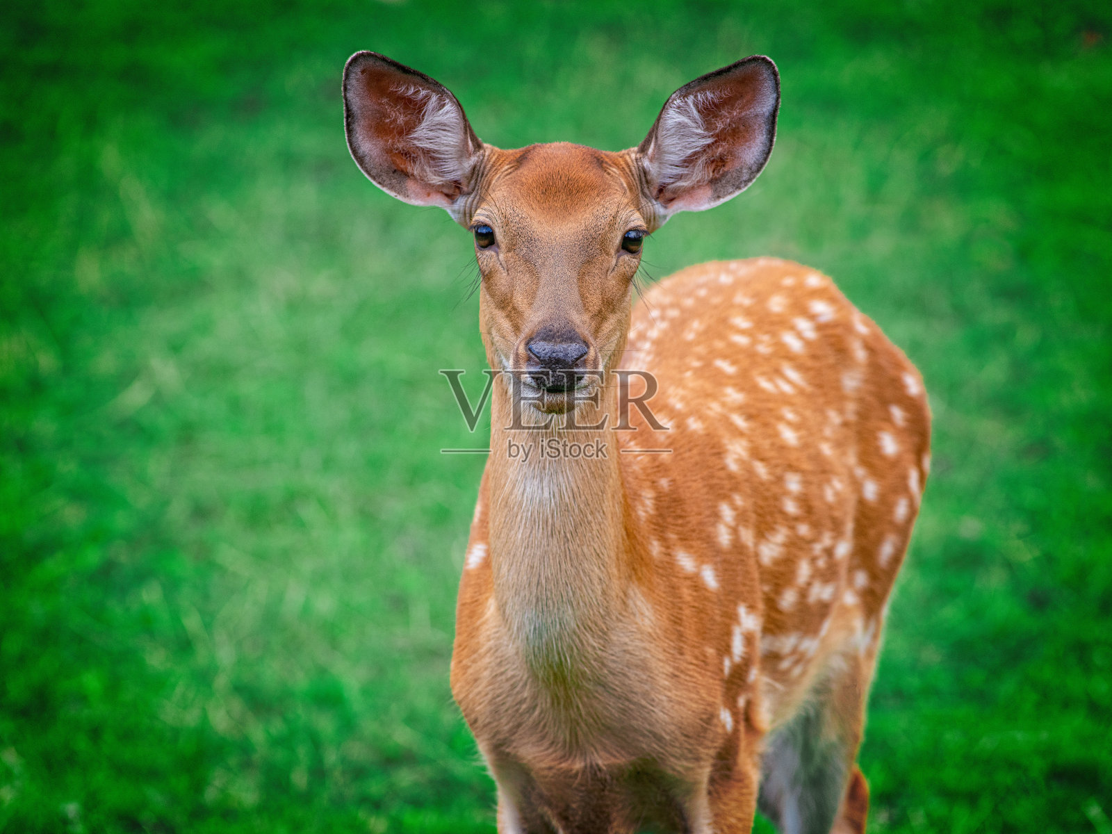 梅花鹿的肖像在绿色的背景照片摄影图片