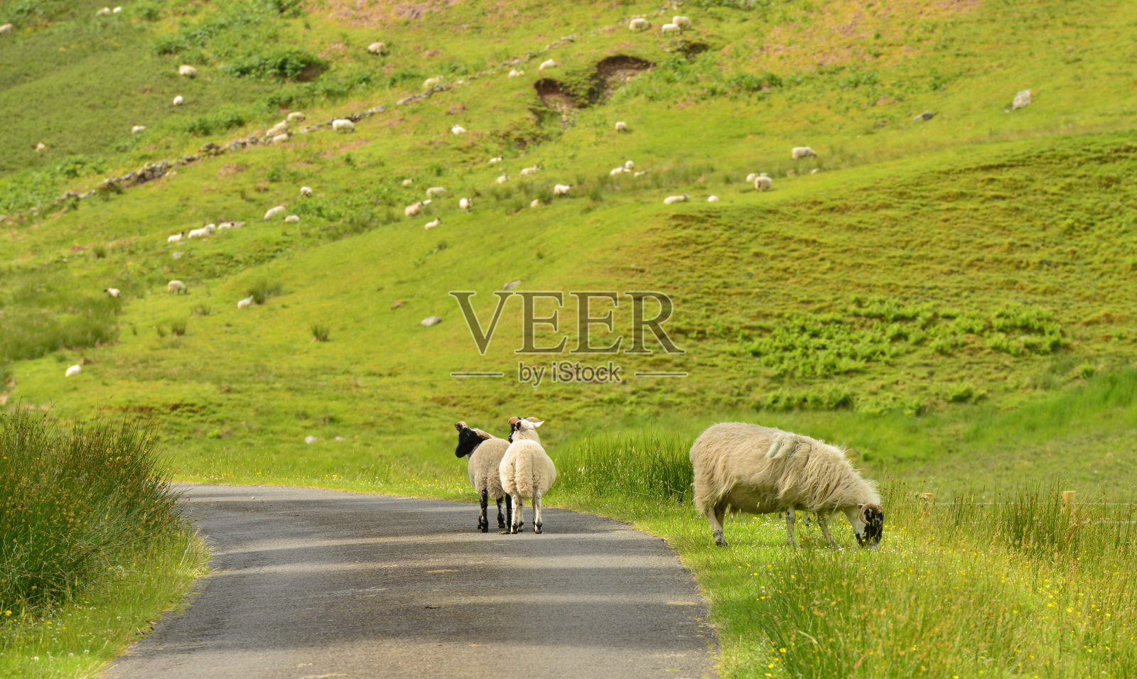 苏格兰高地照片摄影图片