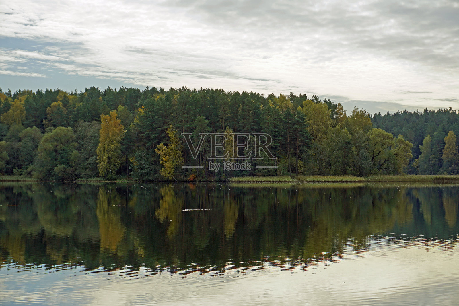 秋天的风景。湖岸边的森林。水中的倒影。落叶的开始。照片摄影图片