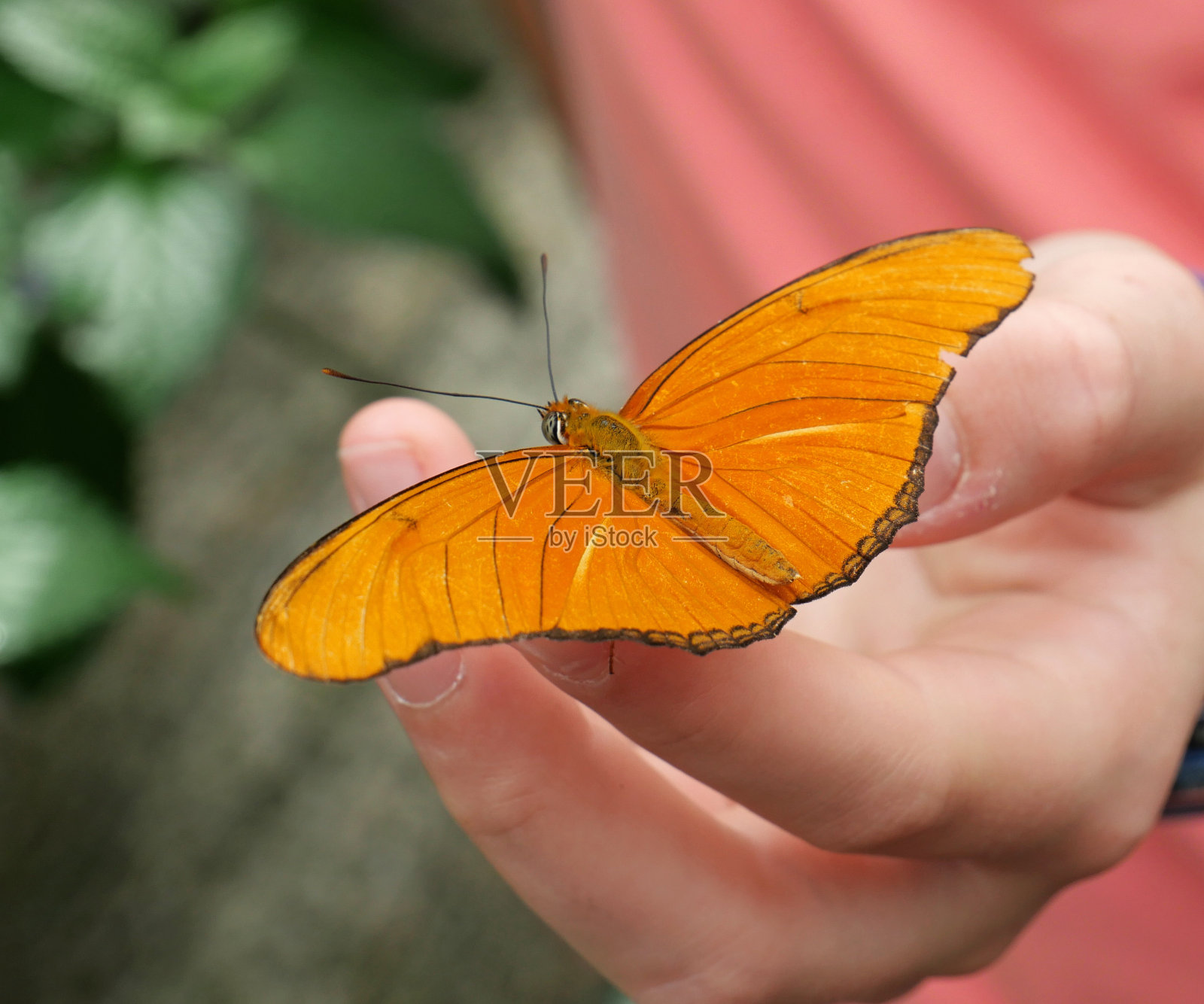 蝴蝶落在一个人的手上照片摄影图片