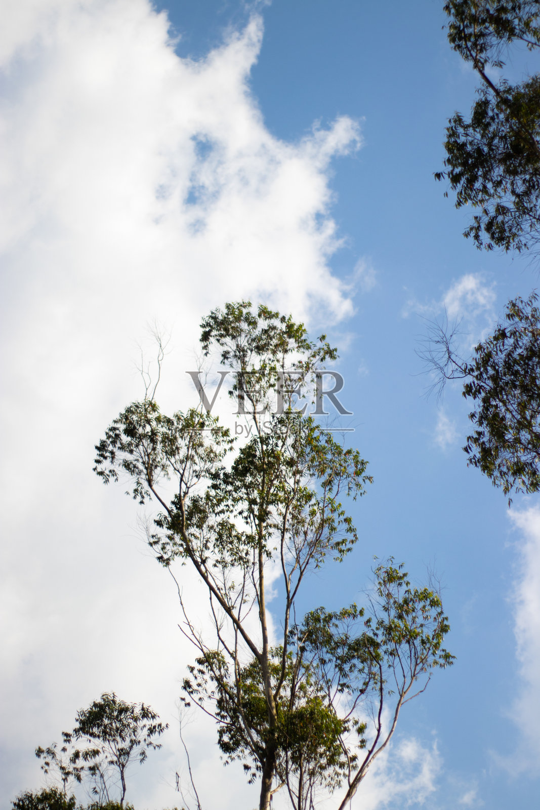美丽的树枝映衬着湛蓝的天空照片摄影图片