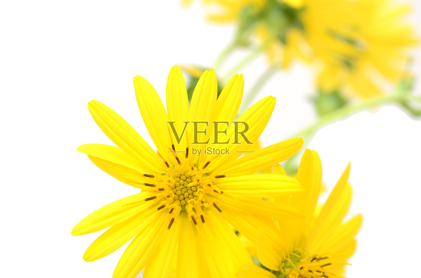 黄色的菊花照片摄影图片