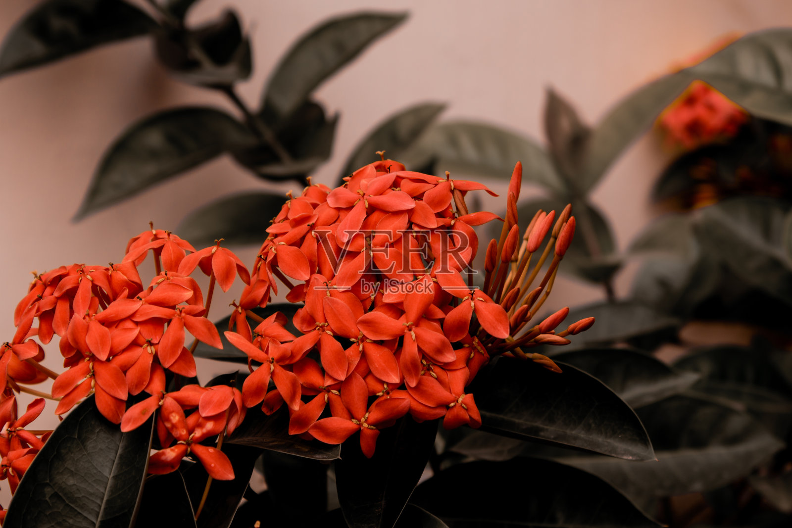 美丽的景色，伊克ora coccinea开花植物。又称丛林天竺葵，森林之火或丛林之火。苏里南国花。有选择性的重点照片摄影图片