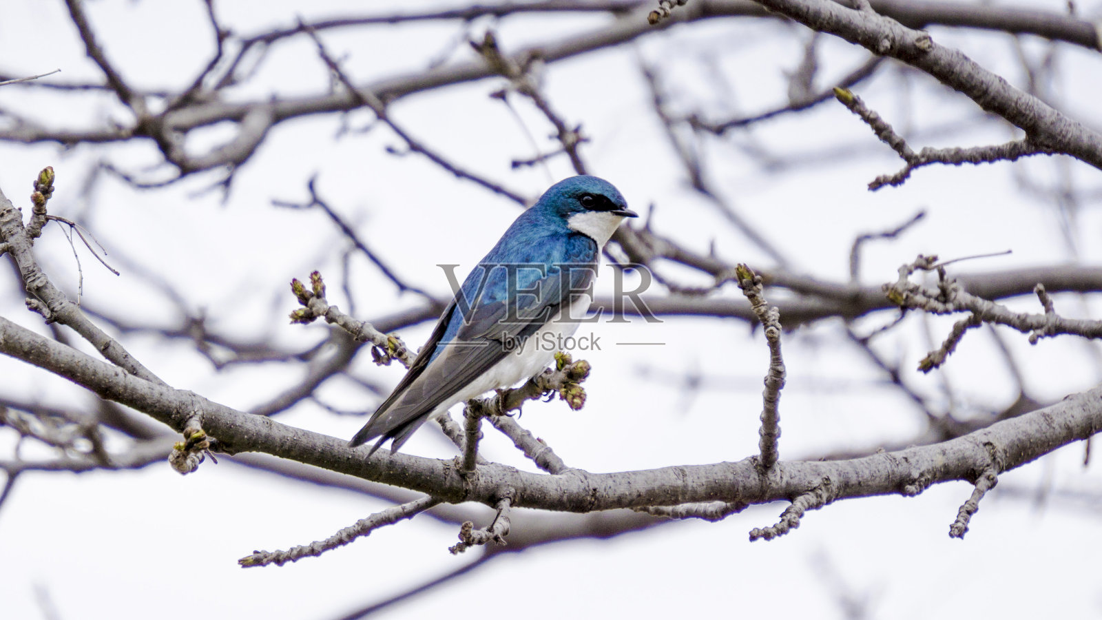鸟照片摄影图片