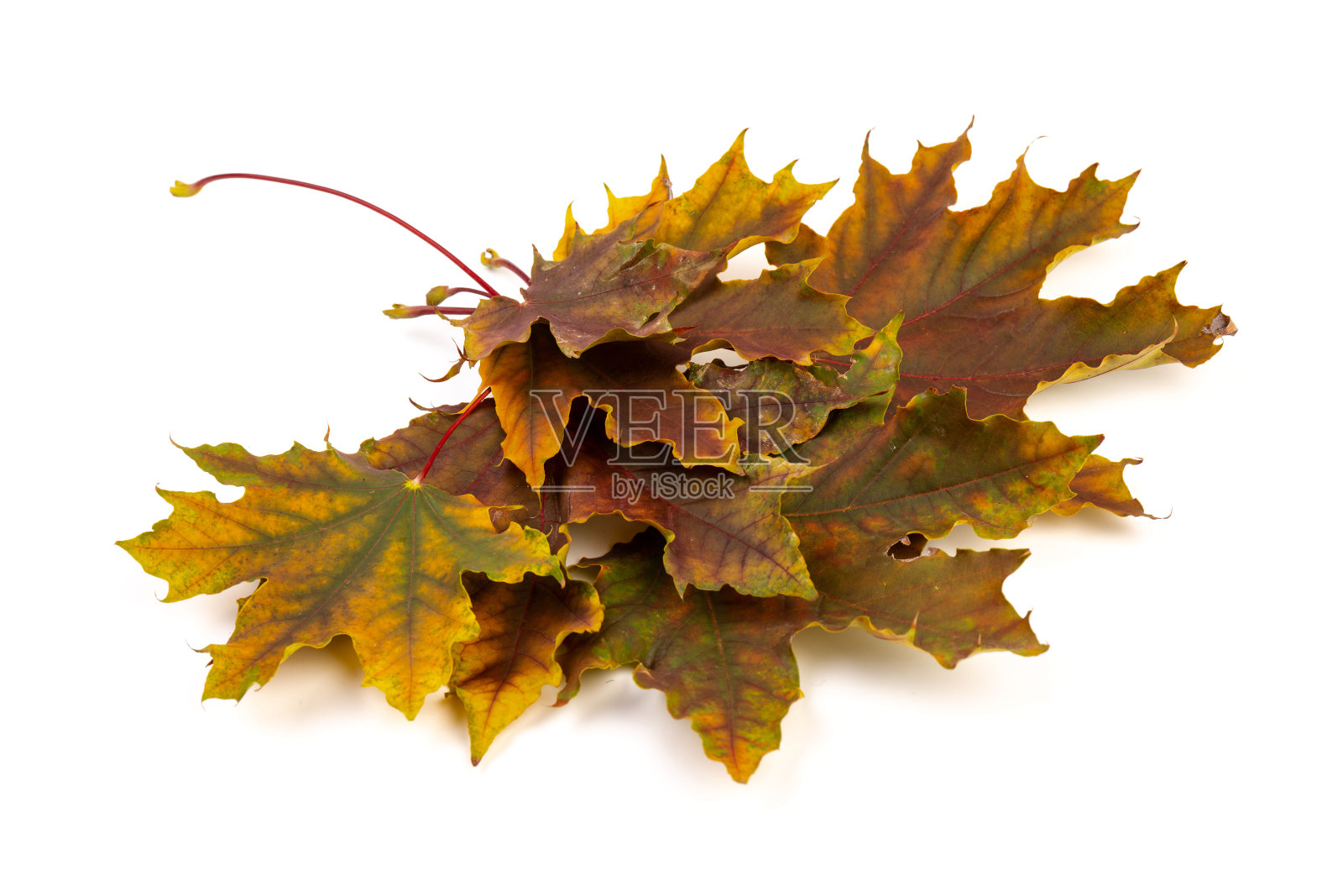 在白色的背景上给秋天的枫叶着色。照片摄影图片