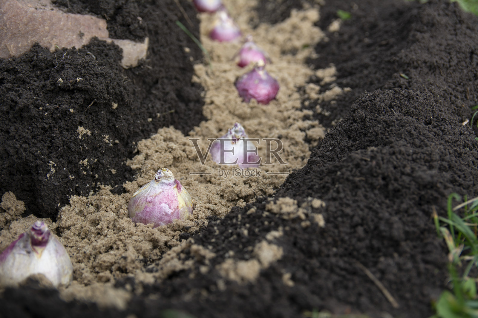 秋天在花园里种植风信子球茎照片摄影图片